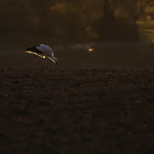 A stork (Ciconia ciconia) pecking on a dark ground surface