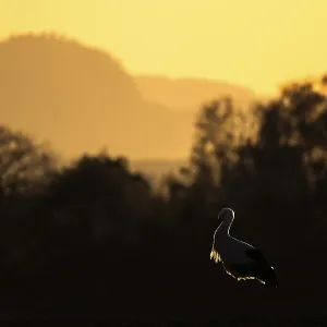 A stork (Ciconia ciconia) stands in the foreground