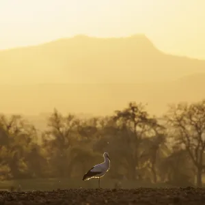 A stork (Ciconia ciconia) walks through a tree-lined landscape