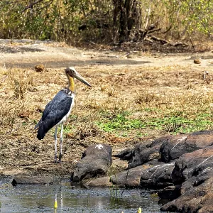 A stork stands at the edge of a small body of water surrounded by dry grasses and rocks A stork stands at the edge of a small body of water surrounded by dry grasses and rocks