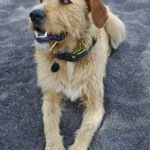 Stray dog with collar having rest at black sand beach of Santorini Stray dog with collar having rest at black sand beach of Santorini