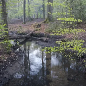 Stream and beech forest in spring