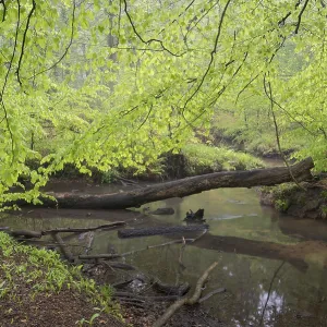 Stream and beech forest in spring
