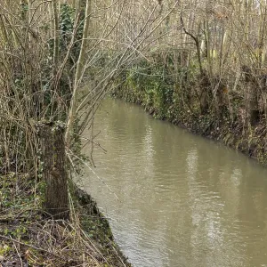 Stream flowing through a forest with dense bare trees and green ivy
