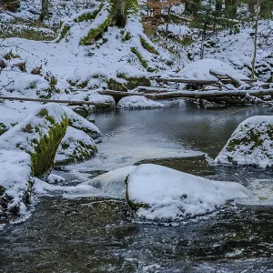 The stream flows calmly through the forest The stream flows calmly through the forest
