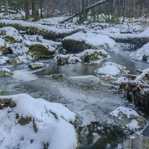 A stream flows through the forest A stream flows through the forest