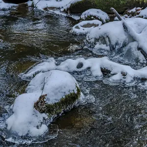 A stream flows through the forest A stream flows through the forest
