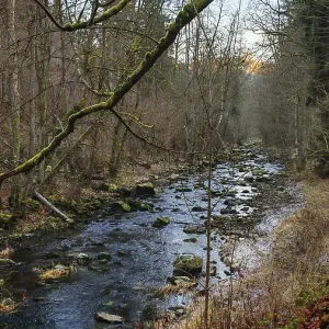 A stream flows through a forest with autumn leaves on the ground A stream flows through a forest with autumn leaves on the ground