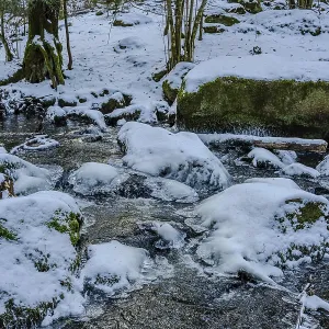 A stream flows in a forest that is covered with snow A stream flows in a forest that is covered with snow