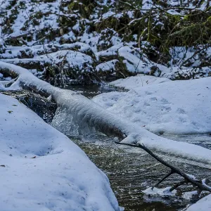 A stream flows through a snowy forest A stream flows through a snowy forest