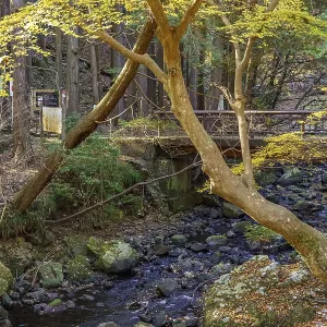 Stream in forest with trees bearing yellow autumn leaves