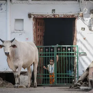 Street scene with sacred cow, Udaipur