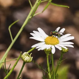The striking white flower of a daisy with two flies isolated against green leaves and brown ground The striking white flower of a daisy with two flies isolated against green leaves and brown ground