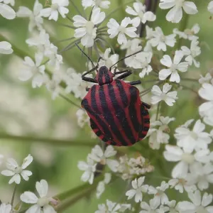 Stripe bug (Graphosoma italicum) with distinctive stripes on white flowers in a detailed close-up Stripe bug (Graphosoma italicum) with distinctive stripes on white flowers in a detailed close-up