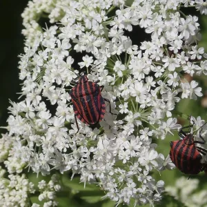 Two striped beetles, stripe bug (Graphosoma italicum) Two striped beetles, stripe bug (Graphosoma italicum)