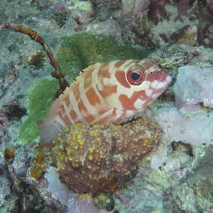 A striped fish, beret grouper (Epinephelus fasciatus) A striped fish, beret grouper (Epinephelus fasciatus)