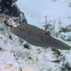 A striped fish with a camouflage pattern A striped fish with a camouflage pattern
