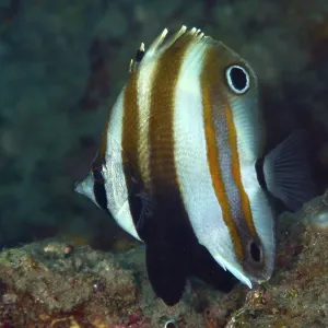 Striped fish with distinctive fins in brown and white Striped fish with distinctive fins in brown and white