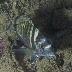 Striped Fish Print, House Reef, Stoja, Pula