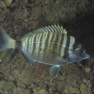 Striped Fish Print, Diplodus puntazzo, House Reef, Pula Croatia