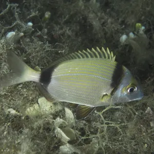 Two-Banded Seabream Print, House Reef, Croatia