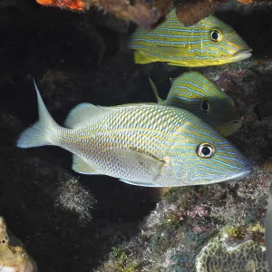 Striped Fish, White Haemulinae (Haemulon plumierii)