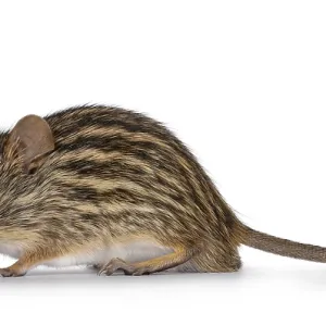 Striped grass mouse standing side ways