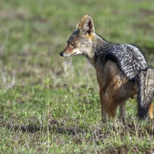 Striped jackal (Canis adustus), South Africa Striped jackal (Canis adustus), South Africa
