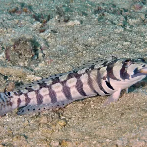 A striped sand bass, eye strip sand bass (Parapercis tetracantha) rests on the sandy seabed near corals A striped sand bass, eye strip sand bass (Parapercis tetracantha) rests on the sandy seabed near corals