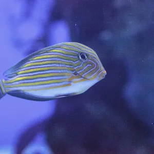 Striped Surgeonfish Coral Reef Print