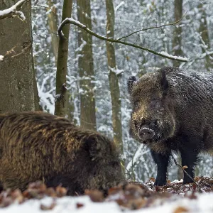A strong wild boar (Sus scrofa) approaches a herd of wild boar with young boars during the mating season