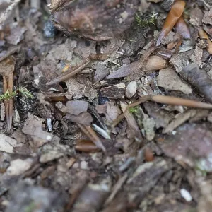 Structure-rich forest floor in the DarB primeval forest Structure-rich forest floor in the DarB primeval forest