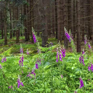 Struffelt nature reserve, forest near Roetgen-Rott Struffelt nature reserve, forest near Roetgen-Rott