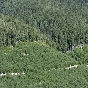 Stubbed forestry and replanted area on Vancouver Island