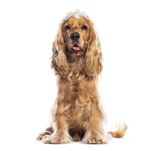 Studio shot of adorable english cocker spaniel sitting on white background Studio shot of adorable english cocker spaniel sitting on white background