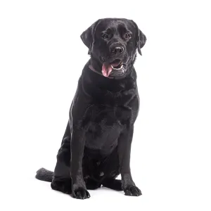 Studio shot of a black labrador retriever dog sitting and panting against a white background Studio shot of a black labrador retriever dog sitting and panting against a white background