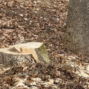 Un tronc d'arbre fraîchement abattu dans une forêt Un tronc d'arbre fraîchement abattu dans une forêt