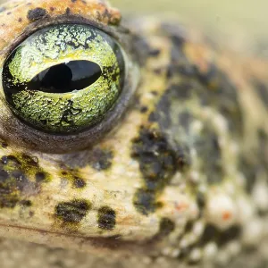 A stunning close-up of a natterjack toad's eye showcases its intricate patterns A stunning close-up of a natterjack toad's eye showcases its intricate patterns