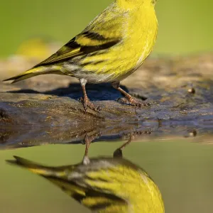 Eurasian Siskin Print - Vibrant Plumage Eurasian Siskin Print - Vibrant Plumage