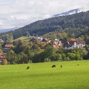 Suburb with residential buildings and cows on pasture Suburb with residential buildings and cows on pasture