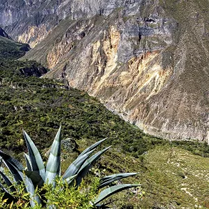 Colca Canyon Succulent Landscape Print, Peru