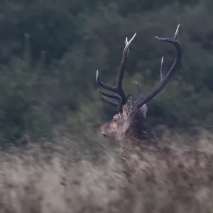 Suddenly this red deer (Cervus elaphus) stands in front of me and immediately takes flight