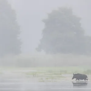 Suddenly a wild boar (Sus scrofa) emerges from the reed belt