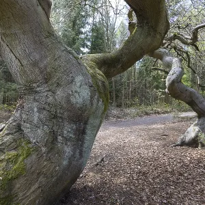 Suentelbuchen, copper beech (Fagus sylvatica)