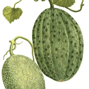 Sugar Melon Print, 19th Century Illustration Sugar Melon Print, 19th Century Illustration