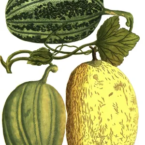 Sugar Melon Print, 19th-Century Illustration Sugar Melon Print, 19th-Century Illustration