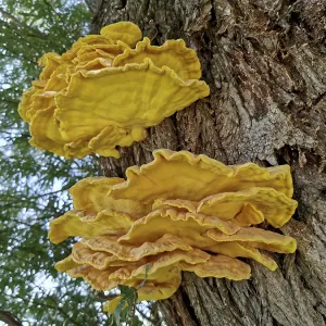 Sulphur porling, Laetiporus sulphureus
