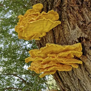Sulphur porling, Laetiporus sulphureus