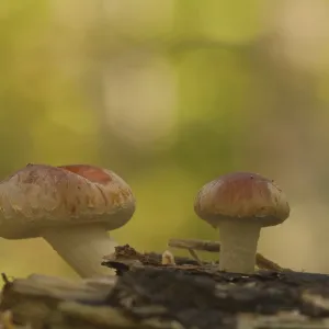 Sulphur tuft (Hypholoma fasciculare) Sulphur tuft (Hypholoma fasciculare)
