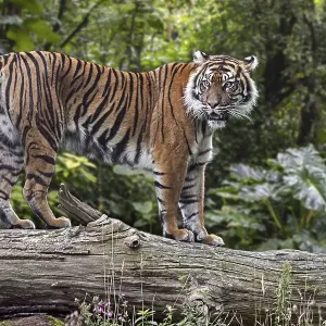 Sumatran tiger (Panthera tigris sondaica) on fallen tree trunk in tropical forest
